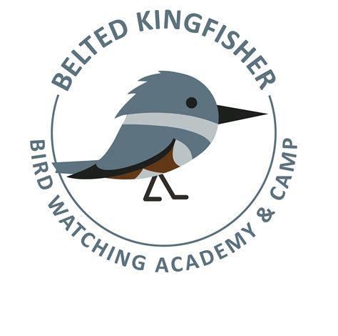 Belted Kingfisher Bird Watching Academy