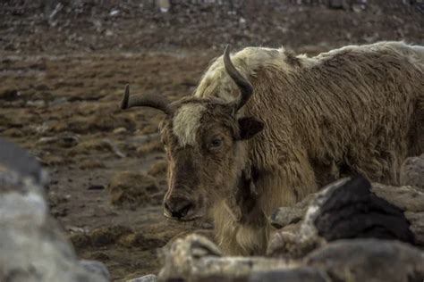 Yak Herd Stock Photos Royalty Free Yak Herd Images Depositphotos