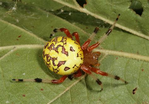 Marbled Orb Weaver Araneus Marmoreus A Large Attractive Flickr