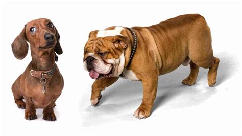 Bulldog Dachshund Mix - What's So Special About Them? | Dog Advisory ...