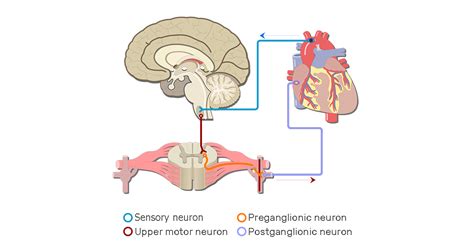 Which Pathways Compose The Autonomic Nervous System Infoupdate Org