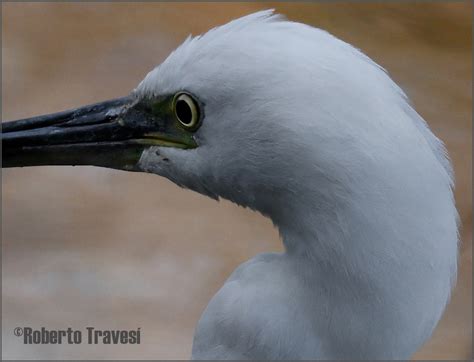 Garceta N Egretta Garzetta Subsp Garzetta