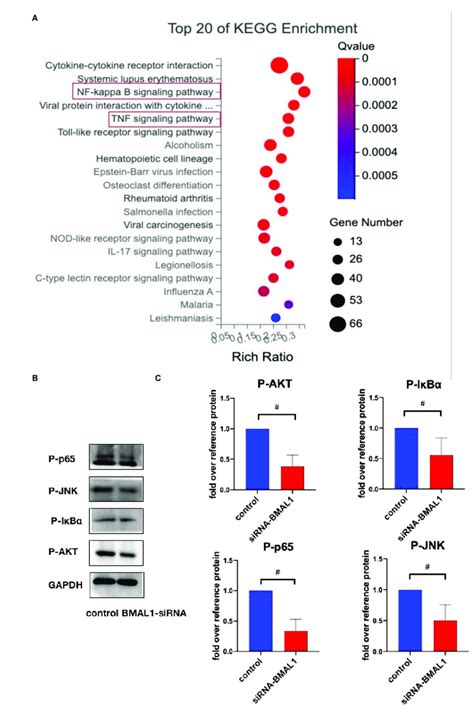 Bmal Promotes Hvics Osteogenic Differentiation Through Nf