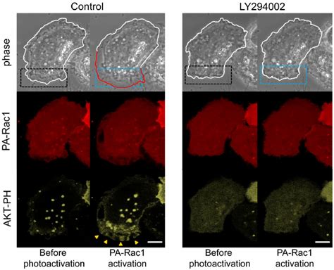 Pi P In Lamellipodia After Pa Rac Photoactivation In The