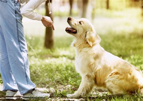 Golden Retriever Tout Savoir Sur Le Chien Préféré Des Français