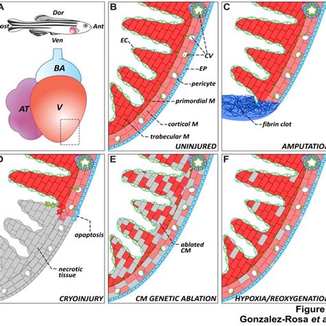 (PDF) Zebrafish heart regeneration: 15 years of discoveries