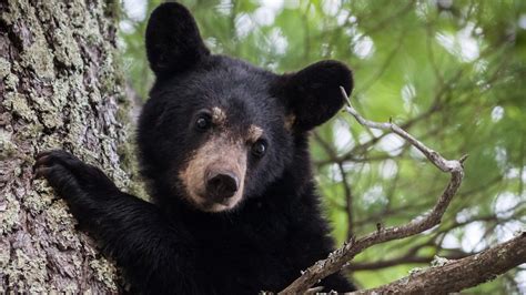 La Sensibilisation Sur Les Ours Noirs Porte Fruit Sudbury Ici Radio