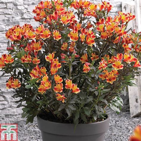 Alstroemeria Indian Summer Plug Plants Thompson And Morgan