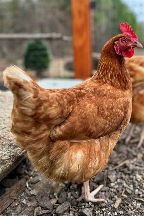 Golden Comet Chicken Eggs Height Size And Raising Tips