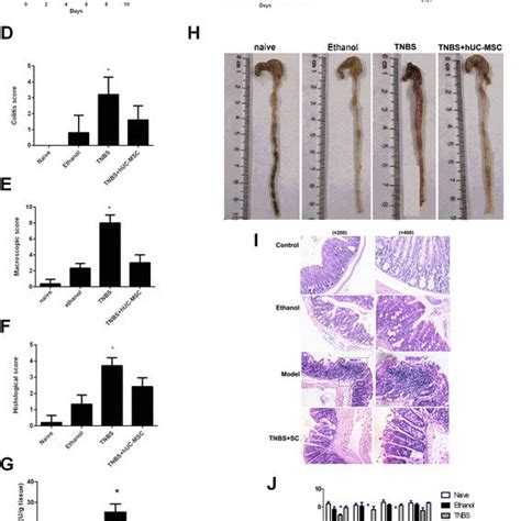 Human Umbilical Cord Derived Mesenchymal Stem Cell Huc Msc Therapy Download Scientific