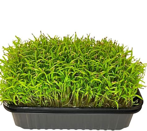 Микрозелень СПБ - NanoGreen - Санкт-Петербург