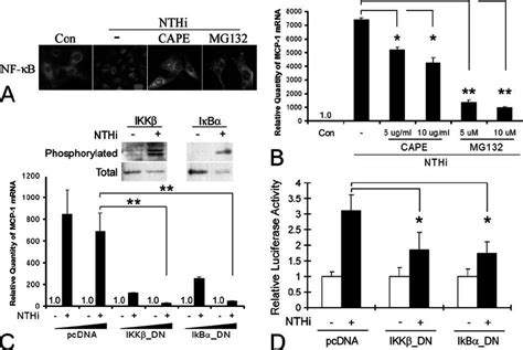 Activation Of The I ␬ K ␤ I ␬ B ␣ Nf ␬ B Signaling Pathways Is