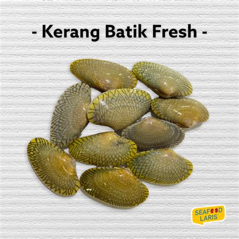 Promo KERANG BATIK FRESH 1KG Jakarta Timur Supplier Seafood Laris