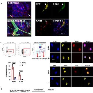 Expression of Sox9 in the mouse and human endothelium a Whole-mount ... 