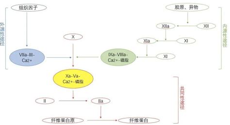 简单 3 步，教你读懂凝血化验单！_治疗