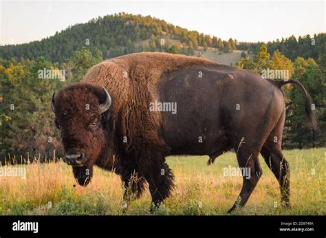 Fort Laramie Treaty Of 1868 Hi Res Stock Photography And Images Alamy