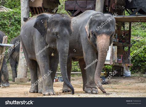 Two Baby Thai Elephant Maesa Elephant Stock Photo 704906644 Shutterstock
