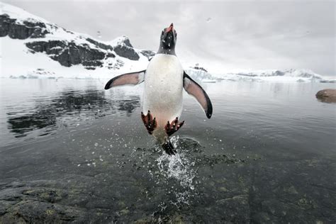 Entdecke Pinguine WWF Österreich