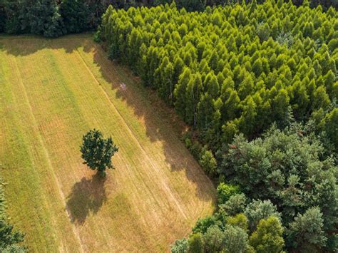 Aerial View Of Tree In The Field Surrounded By Forest 4368178 Stock