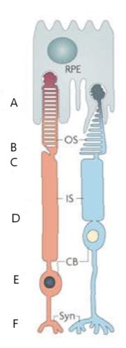 Retinal Physiology Important Points Flashcards Quizlet