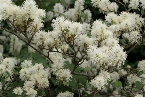 Witch Alder Fothergilla Major