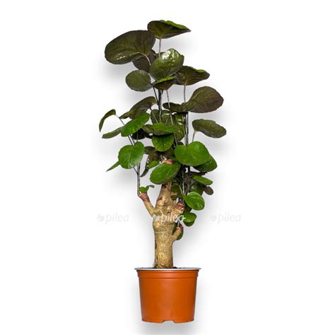 Полисциас Скутеллария Фабиан купить в Москве с доставкой в интернет ...