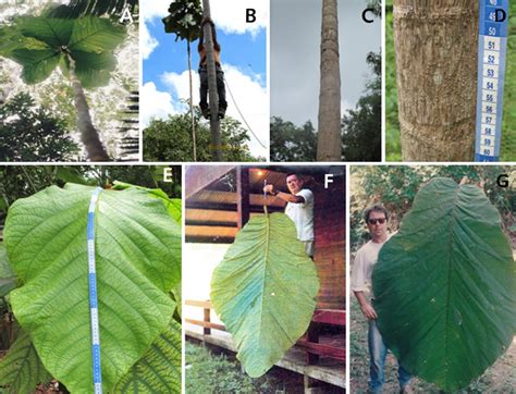 Species New To Science Botany • 2019 Coccoloba Gigantifolia