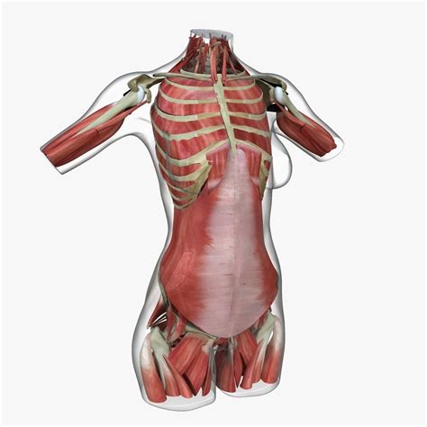 Full Female Torso Anatomy 3D model | CGTrader