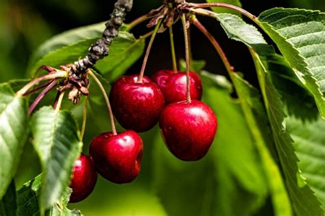 Are Cherries Easy To Grow Tips For Successful Cherry Cultivation Vườn Bưởi Tư Trung