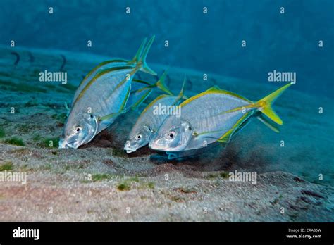 Dentex Fish Hi Res Stock Photography And Images Alamy