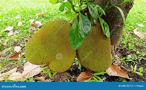 Jackfruit Sprouts On The Tree Fruits That Are Abundant In Asia Are