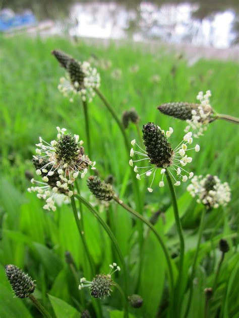 Broadleaf Plantain Plantago Major And Plantago Lanceolata Gardensall