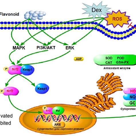 Et‐mediated Nrf2ho‐1 Signaling Pathway Protects Dex‐induced Oxidative