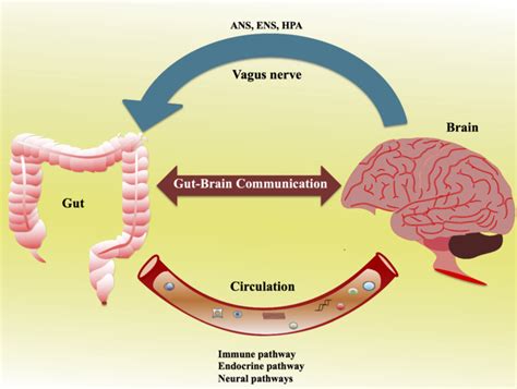 Gut Brain Link Boosting Digestive Health And Mental Well Being