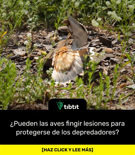 Sab As Que Pueden Las Aves Fingir Lesiones Para Protegerse De Los