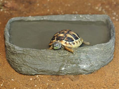 HabiStat Tortoise Pool - AquaFood