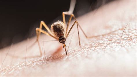 Cómo Prevenir Y Evitar Las Picaduras Del Mosquito Común Y Del Mosquito Tigre