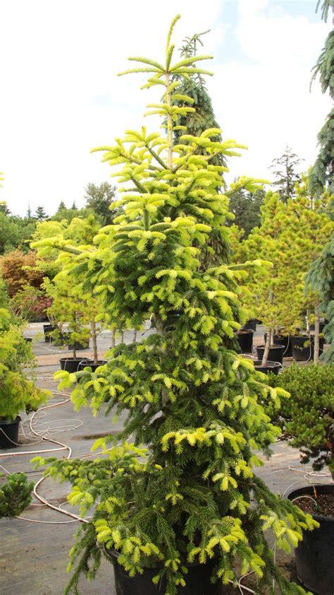 Abies Nordmanniana Aurea Nordmann Fir Conifer Kingdom