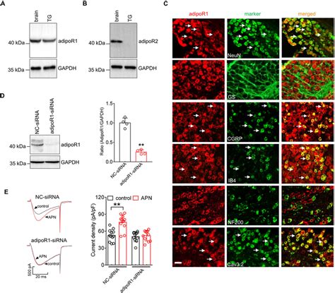 Adipor Mediates The Adiponectin Induced Increase In It A B Protein