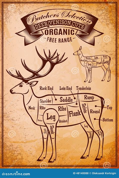 Venison Butchering Diagram