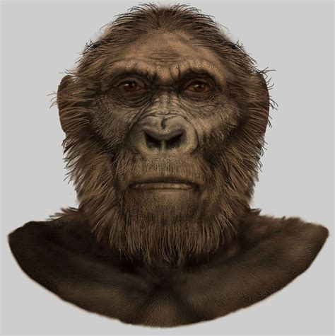 Paranthropus robustus - Alchetron, The Free Social Encyclopedia