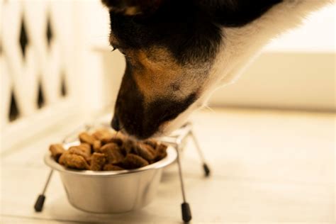 Causas De La Diarrea En Perros Adios Mascota