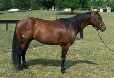 American Quarter Horse Breed Information, History, Videos, Pictures