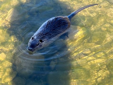 Are Nutria Dangerous Tips On How To Interact Keep Pets Safe Kxan Austin