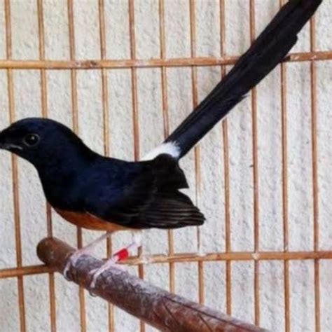 Jual Burung Murai Batu Medan Mh Jantan Non Gembung Prospek Shopee