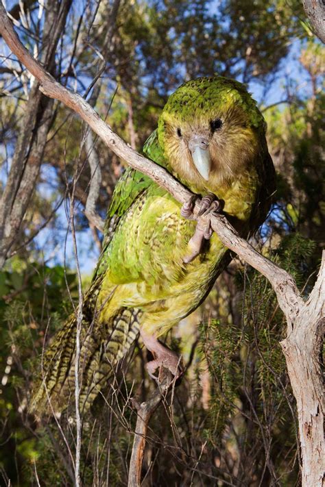Kakapo Comeback | Endangered | Earth Touch News