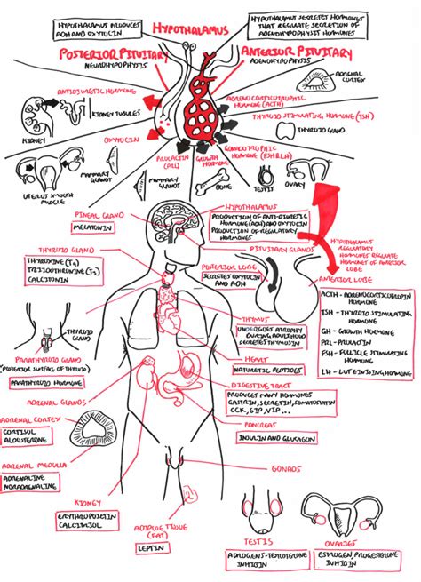 Endocrine System Endocrine System Nursing Nursing Mnemonics Endocrine