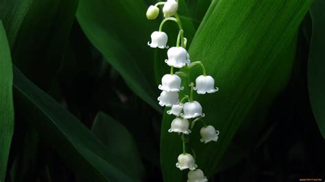 20 Lily Of The Valley Wallpapers Wallpaperboat