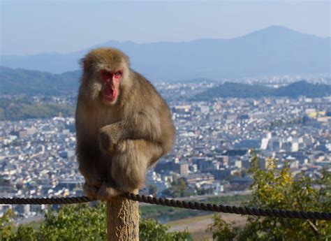 Visiting Arashiyama Monkey Park Iwatayama Zimmin Around The World