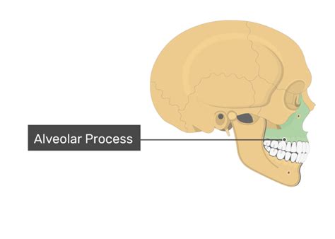 Alveolar Process